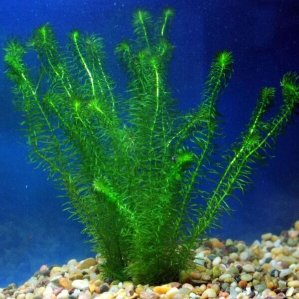 Narrow Leaf Anacharis (Egeria Najas)