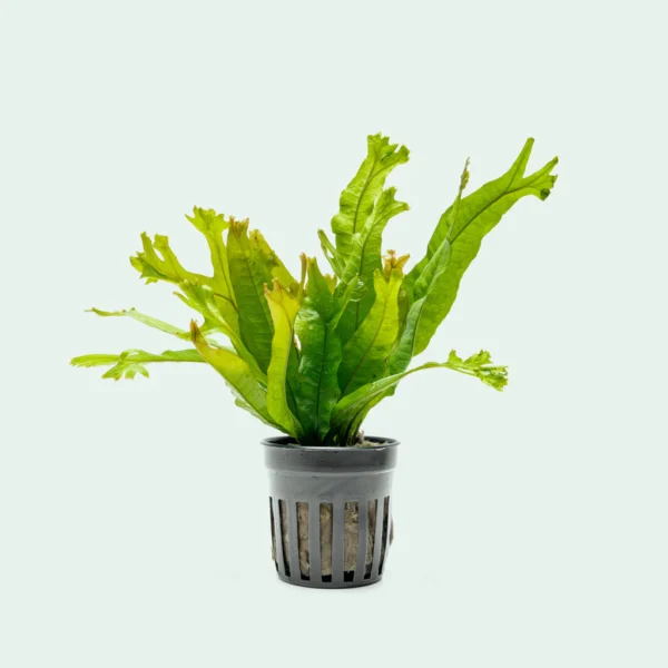 Thor's Hammer Java Fern