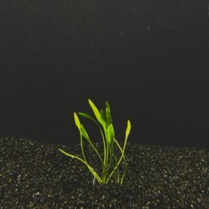 cryptocoryne parva mini