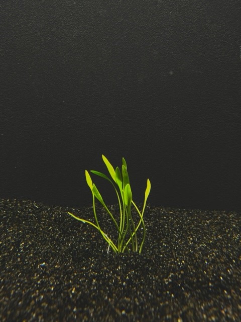 cryptocoryne parva mini