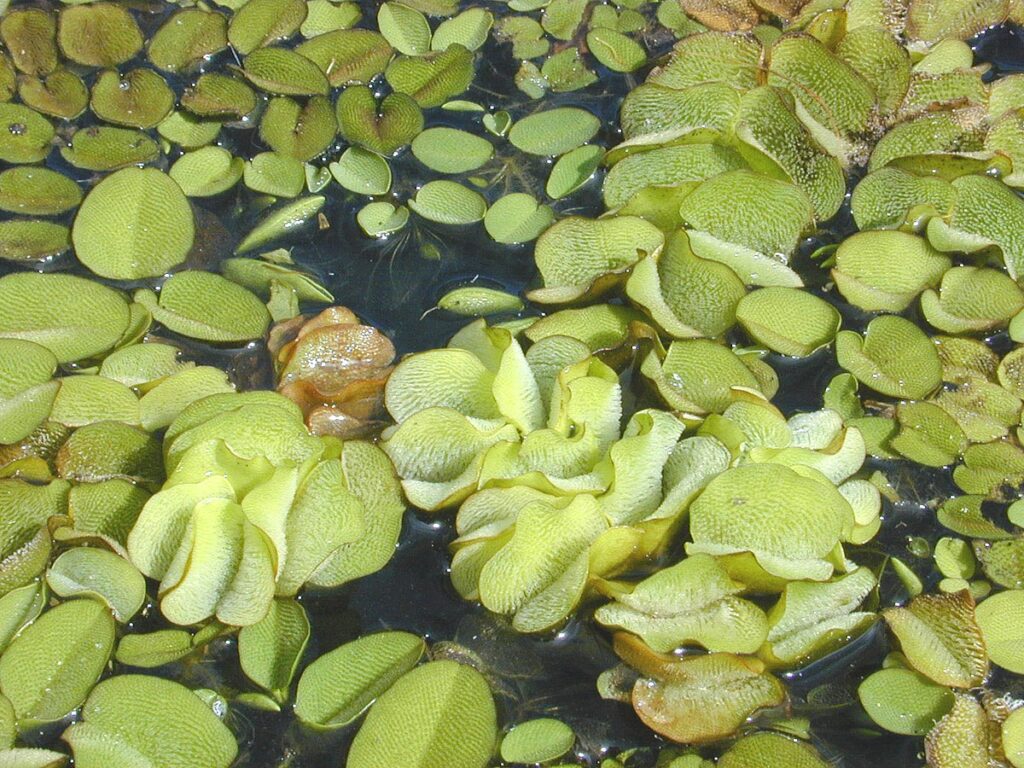 Salvinia - 3oz cup
