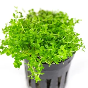 Dwarf Baby Tears 2" pot