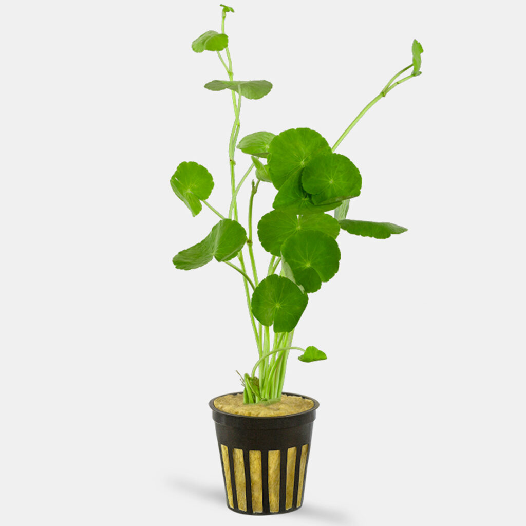 Brazilian Pennywort