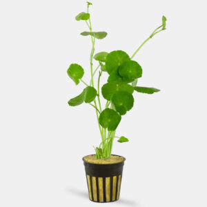 Brazilian Pennywort