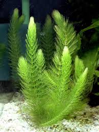 hornwort Hornwort - 2" pot