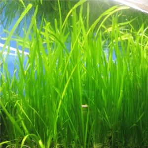 italian val Italian Vallisneria x2