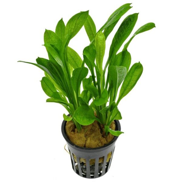 rosette sword tropica