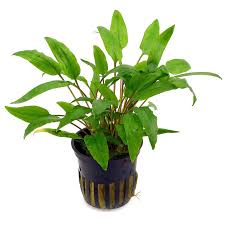Cryptocoryne wendtii Green
