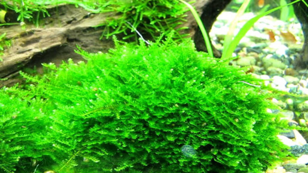 Christmas Moss 6 oz jar