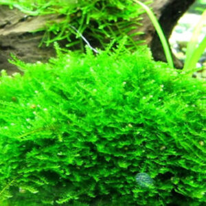 Christmas Moss 6 oz jar