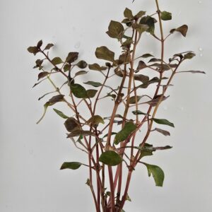 20251019_230639 (1) Ludwigia Super Mini Red