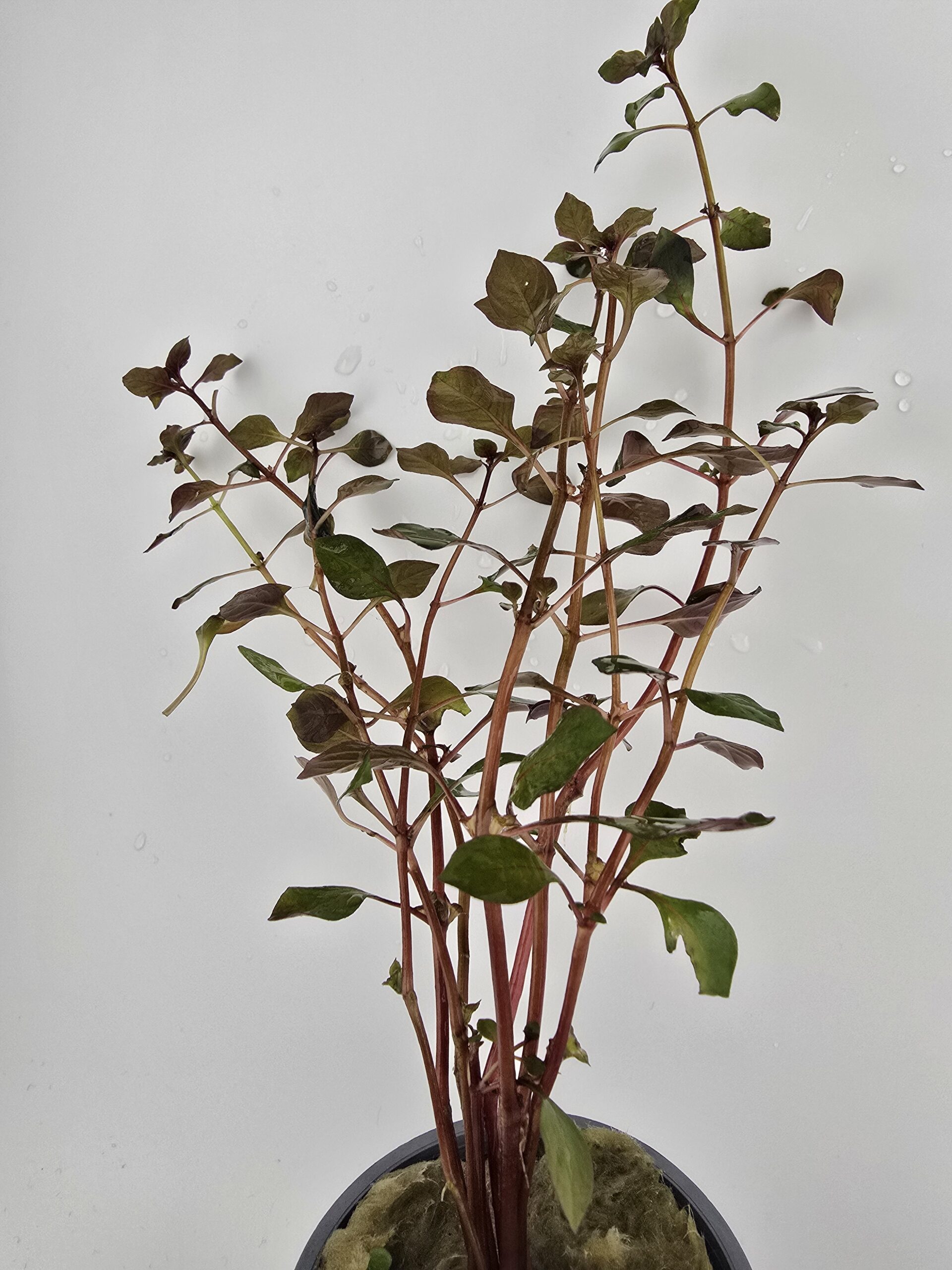 Ludwigia Super Mini Red