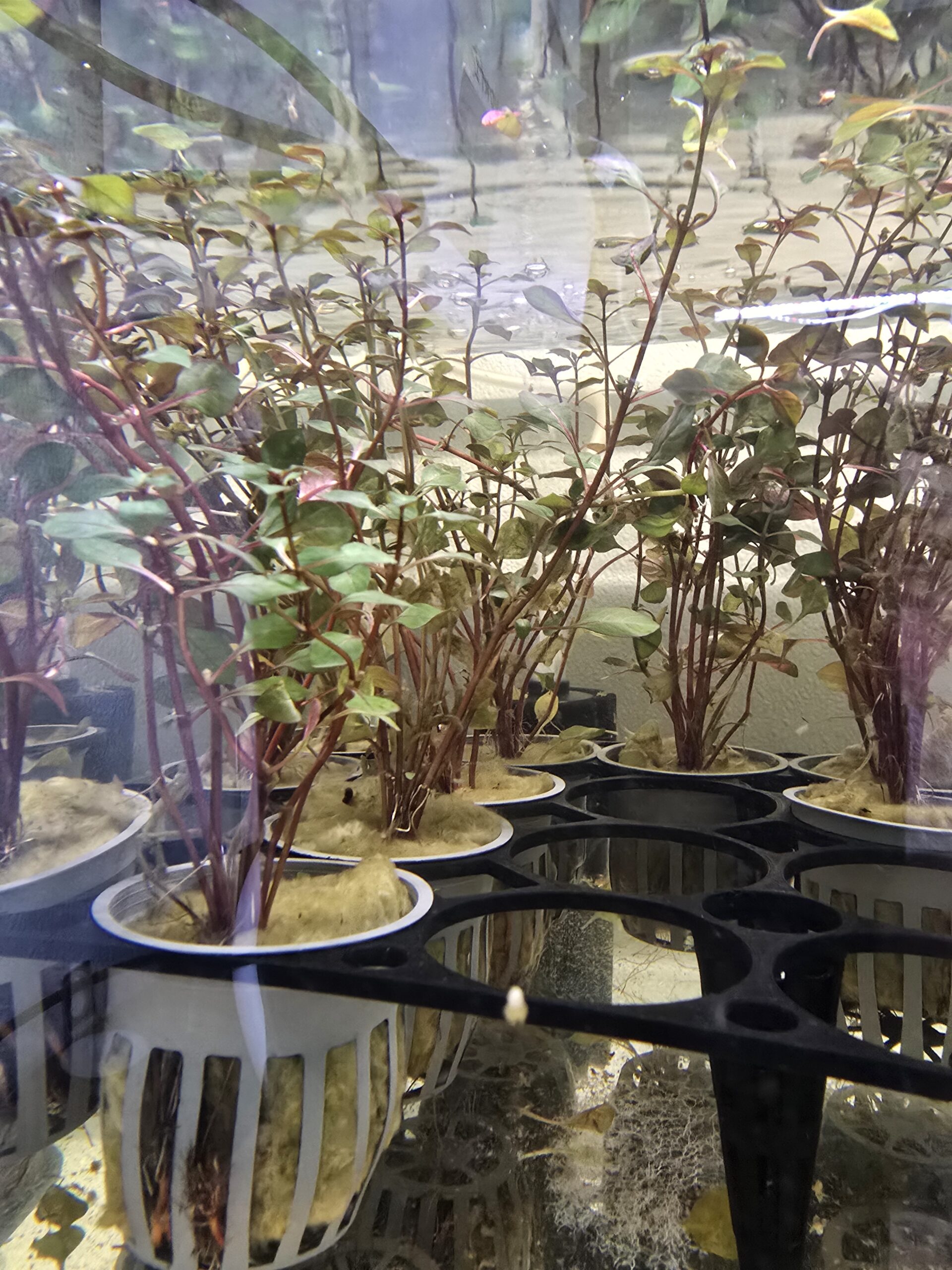 Ludwigia Super Mini Red - Image 2