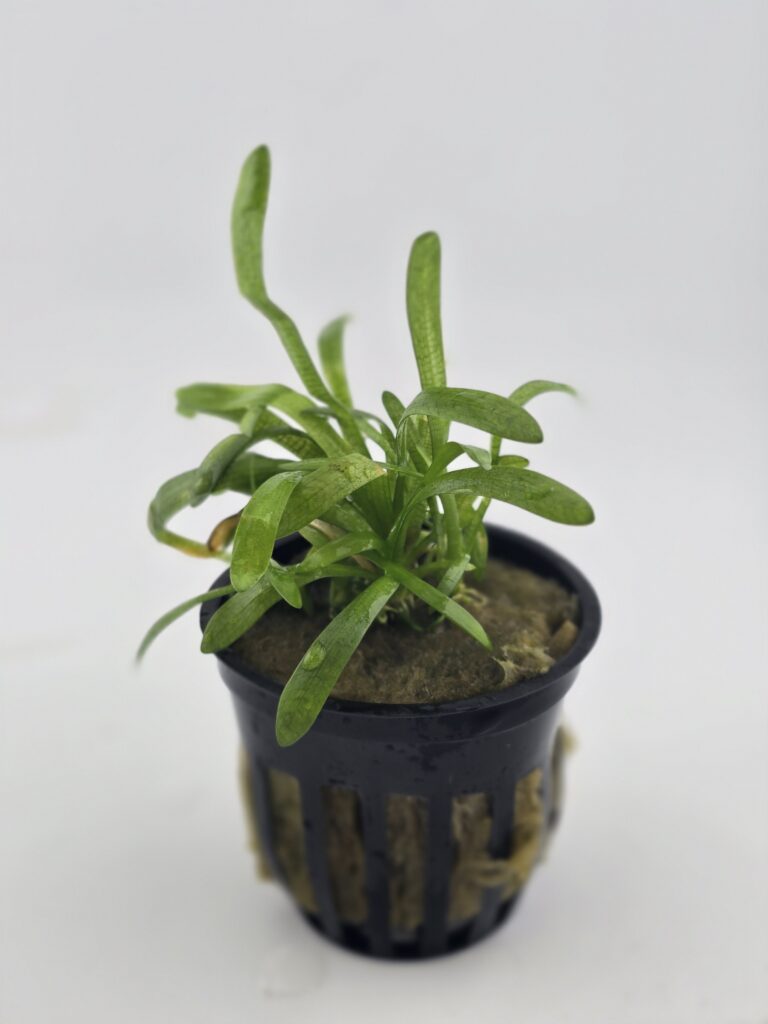 Dwarf Sagittaria