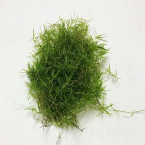 Guppy-Grass1.0 Guppy Grass 1 Once