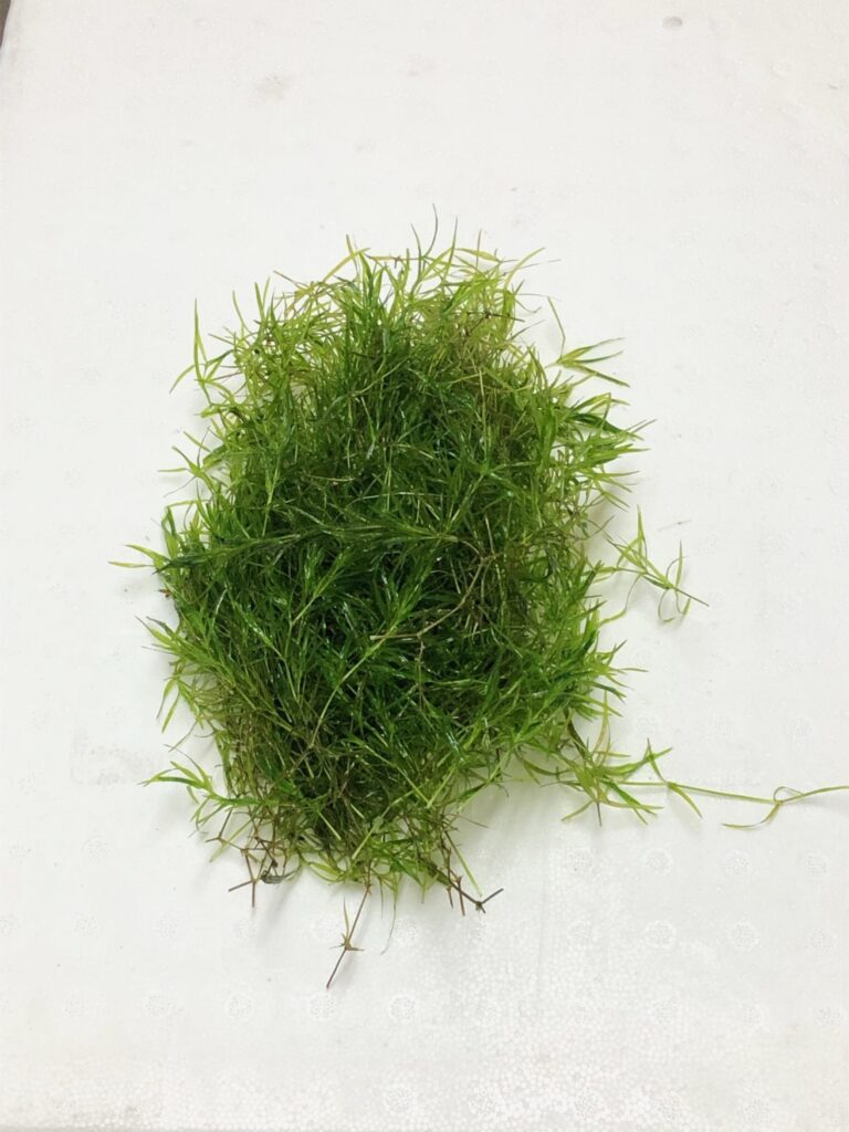 Guppy Grass 1 Once