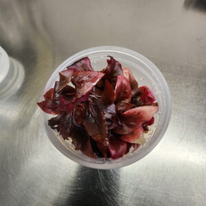 Scarlet Temple TC 6oz Cup