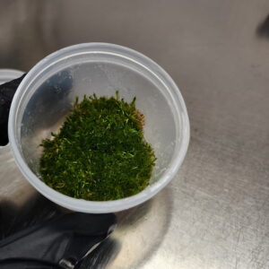 Pearl Weed TC Cup 6oz