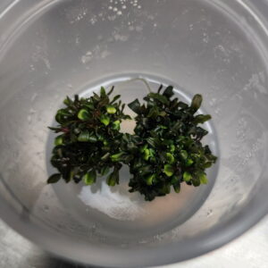 Bucephalandra "Purple mini " TC 6oz Cup