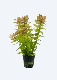 Rotala rotundifolia 'Orange Juice'