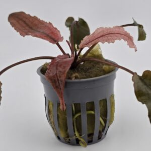 Flamingo Aquarium Plant