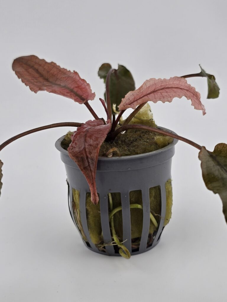 Flamingo Aquarium Plant