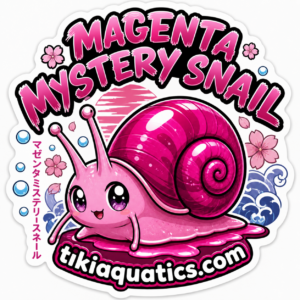 Magenta Mystery Snail (3 pack)
