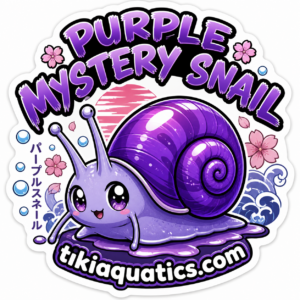 Purple Mystery Snail (3 Pack)