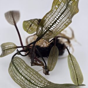 Madagascar Lace Plant