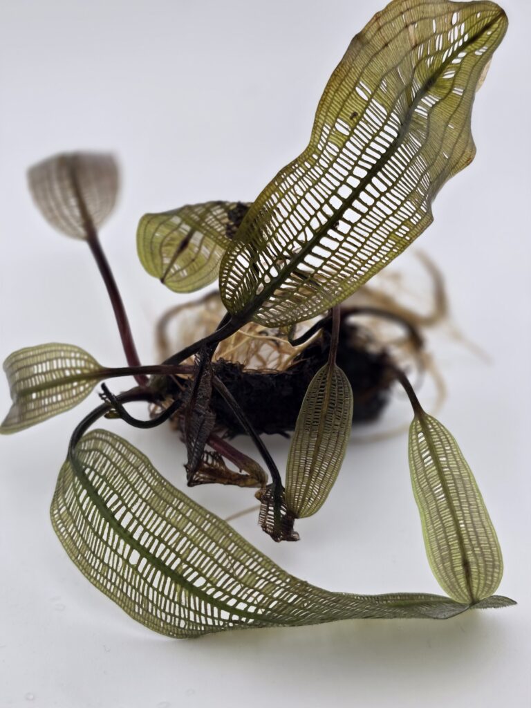 Madagascar Lace Plant